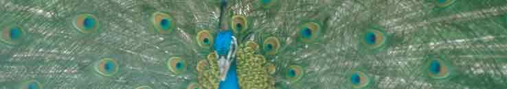 Stimmungsbild Mai